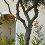 Natalia Loft C With Panoramic Sea Views Of Agios Gordios Bay דירה